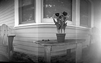 Paper Tulips