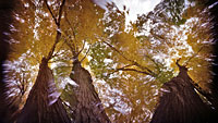 Looking Up At Trees #26