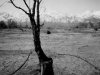 Irrigated Tree, Manzanar