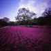 Pink carpet, zero2000