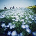 Hill of flowers, pinhole polaroid