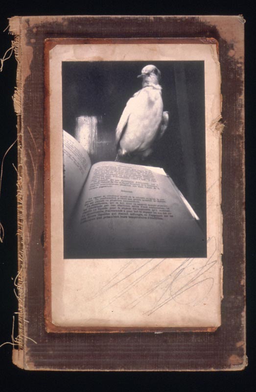 Bird Book Paris - constructed